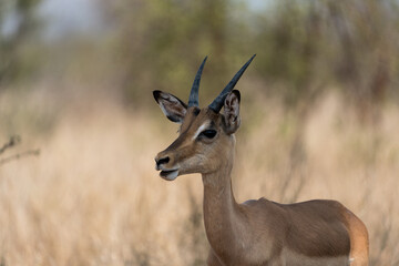 Obraz premium Antilope in Afrika.