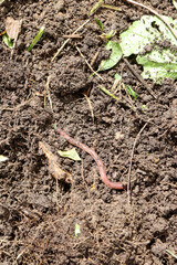 earthworm in soil