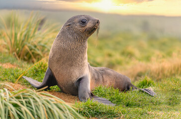 Obraz premium Junger Antarktischer Seebär , antarktische Pelzrobbe (Arctocephalus gazella) in Südgeorgien in ihrer natürlichen Umgebung