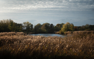 Reeds along Lesum and Wümme river (side rivers of Weser) near Wasserhorst (Bremen) on a dramatic...