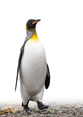 freigestellter,  nasser Königspinguin (APTENODYTES PATAGONICUS) kommt in Süd Georgien, mit Wassertropfen auf dem Gefieder, aus dem Meer