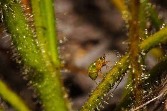 Symbiotic insect-eating bug (Setocoris bybliphilus) on Byblis gigantea plant, Western Australia