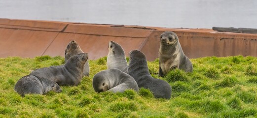 antarktischer Seebär / antarktische Pelzrobbe (Arctocephalus gazella) liegt in Südgeorgien in...