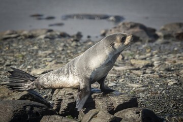 Junger Antarktischer Seeb&auml;r , antarktische Pelzrobbe (Arctocephalus gazella) in S&uuml;dgeorgien in ihrer nat&uuml;rlichen Umgebung