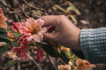 A female hand picking a beautiful Rhododendron flower blooming in orange and red in warm morning light. Close up photo with bokeh. Mystical and romantic break of dawn.
