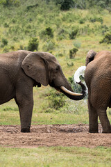 Elefant mit Wasser im Rüssel beim Trinken und Waschen.