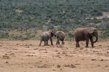 Fototapeta na wymiar Kämpfende junge Elefanten in Afrika.
