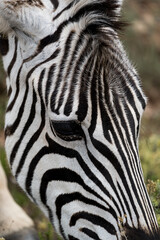 Fototapeta na wymiar Zebra Portrait in Afrika.