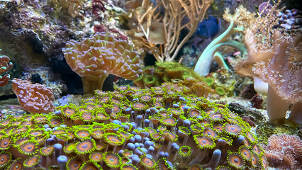 Die unterschiedlichsten Arten und Formen von Korallen in einem Meerwasserbecken.