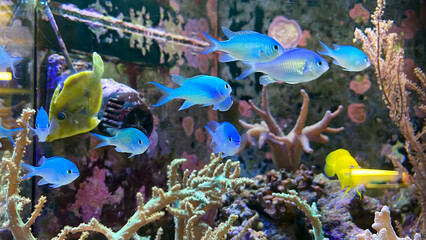 Viele Schwalbenschwänze, Fische schwimmen um Korallen.
