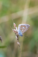 Ein Bläuling auf einer Graspflanze. Es gibt viele Bläulingarten.
