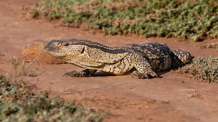 Rock monitor in the veld