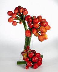 still life with red clivia seeds in a vase on a white background