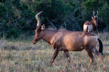 Side view of one red hartbeest walking in Addo Elephant National Park