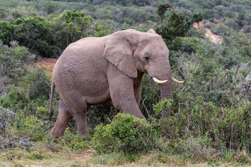 Obraz premium One wild elephant in the bush in the Addo Elephant National Park in South Africa
