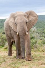 Fototapeta na wymiar Fronth view of a big elephant bull