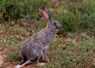 Naklejka na ściany i meble One scrub-hare sitting in the veld