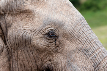 Macro of an elephant head with the focus on the eye