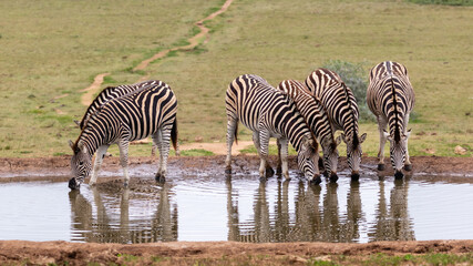 Fototapeta na wymiar A group of zebras drinking water at a waterhole in Addo Elephant Nationsl Park