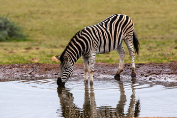 Fototapeta na wymiar One Burchel's zebra drinking water