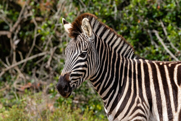 Fototapeta na wymiar Portrait of a Burchell's zebra in the bush