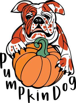 Cute cartoon bulldog with Halloween pumpkins
