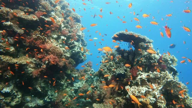 Sea goldie tropical fish school swimming underwater in coral reef, view through clear blue water. Ocean bottom wild life exploring, marine ecosystem, scuba diving, exotic coralfish flock