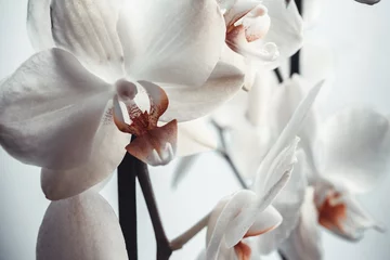Rucksack White orchid flowers on white background. Phalaenopsis orchid for poster, calendar, post, screensaver, wallpaper, postcard, banner, cover, website. A place for your design or text. High quality photo © vveronka