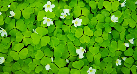 Green blooming shamrock with flowers, natural spring background