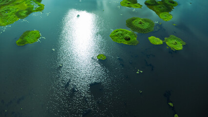 Fototapeta na wymiar splendor of aquatic plants. a group of plants that grow on the surface of the water.unseen.photo from drone.