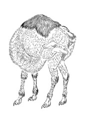 浮世絵　ラクダ　その1
