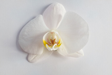 Naklejka na ściany i meble Frontside orchid flower on the white background, close-up. A single white phalaenopsis for poster, calendar, post, screensaver, wallpaper, postcard, banner, cover, website. High quality photo