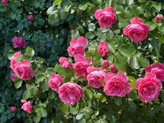 Pink roses with beautiful flowers in garden.