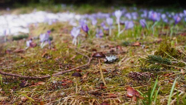 Psychedelic mushrooms in the forest or psilocybe medullosa, hallucinogenic mushrooms