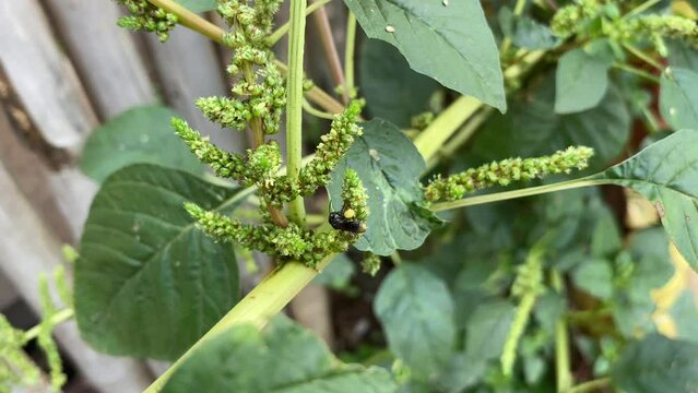 Heterotrigona itama, stingless bee on spinach tree collecting pollen, clip for data research, journal and wild purest honey product promotions