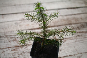 pachnący ŚWIERK POSPOLITY drzewko bożonarodzeniowe Picea abies