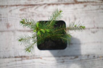 pachnący ŚWIERK POSPOLITY drzewko bożonarodzeniowe Picea abies © Perovskia