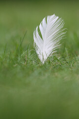 A close-up of a feather in grass
