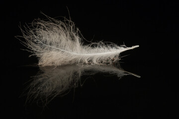 The feather of a bird floating on water against a black background. Check out the subtle reflection of the feather in the water.
