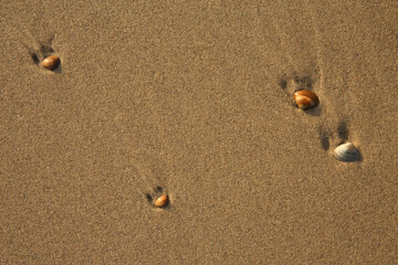 A close-up of shells on the beach
