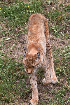 A lynx on the grass, watchful, feline
