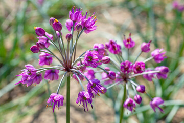 ラッキョウの花
