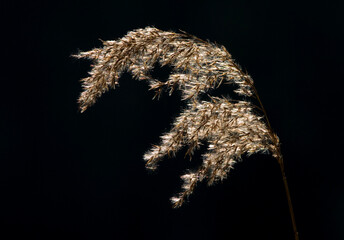 Reed against a black background
