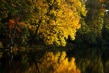 Obraz premium Blazing Autumn Colors of Trees with Reflaction in a Lake