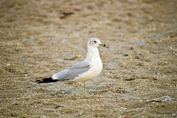 Close-up shot of a white gull on a sandy beach