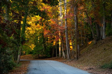 Naklejka premium Beautiful Autumn Colors along a Road on a Sunny Day