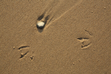 Footprints of a Gull and shells in the sand on the beach
