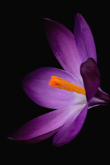 A purple Crocus flower isolated on black
