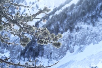 Snowy trees on the slopes of Mont Ventoux
