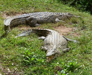 Dangerous hungry crocodiles alligator in the swamp.